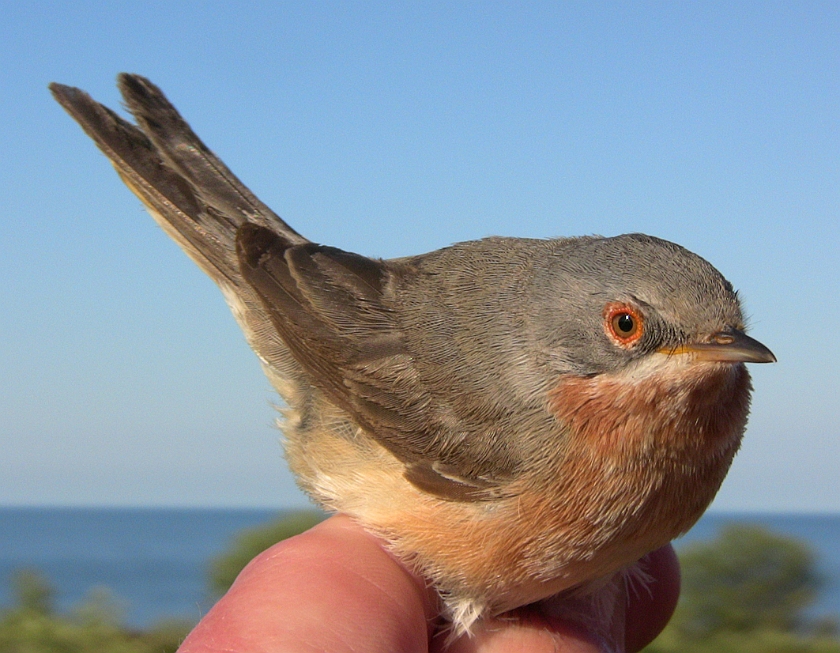 Subalpine Warbler, Sundre 20080521